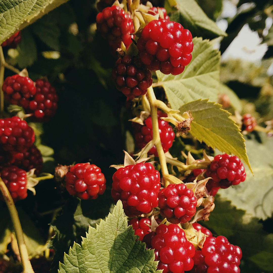 Perfume Bar Discovery Sample