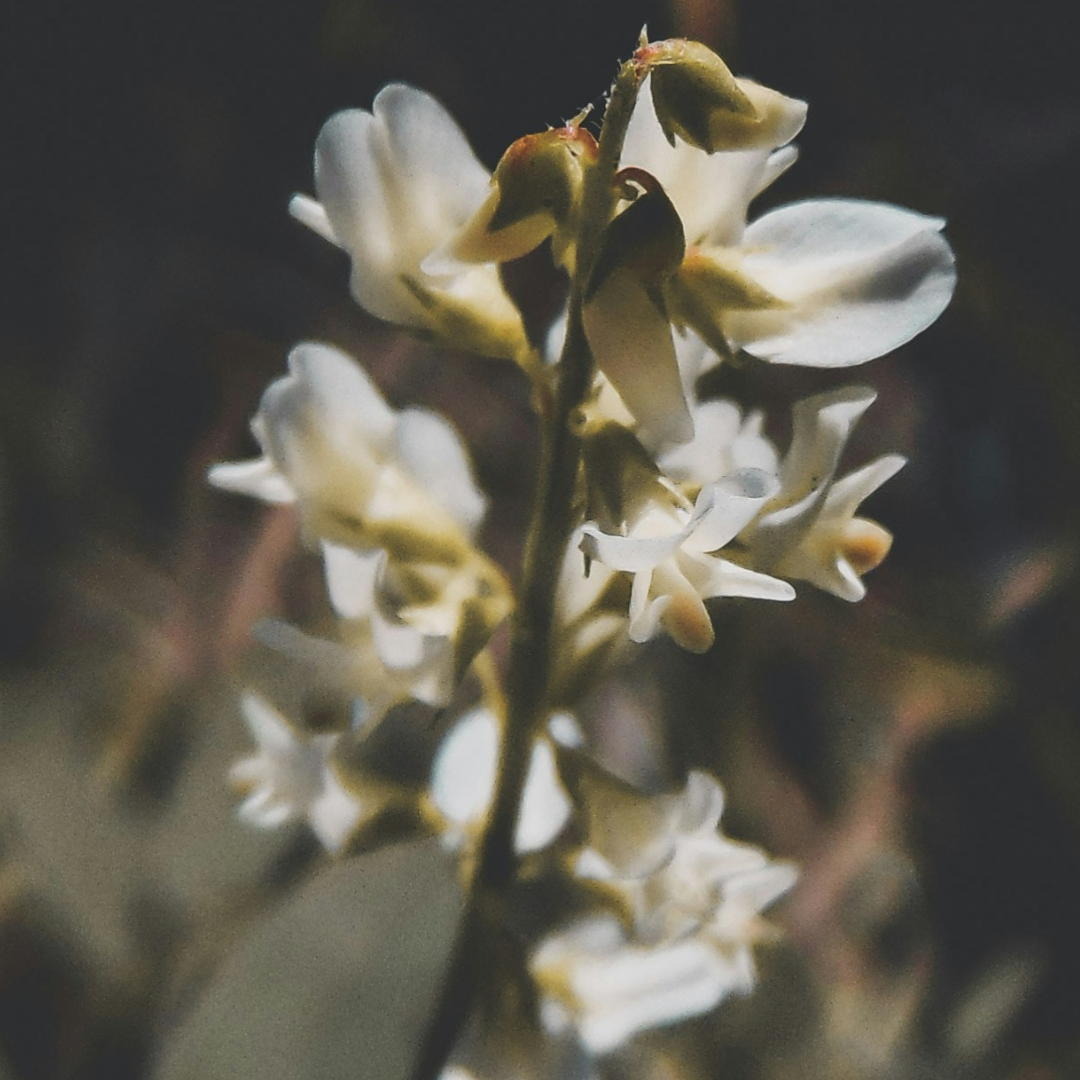 Perfume Bar Discovery Sample