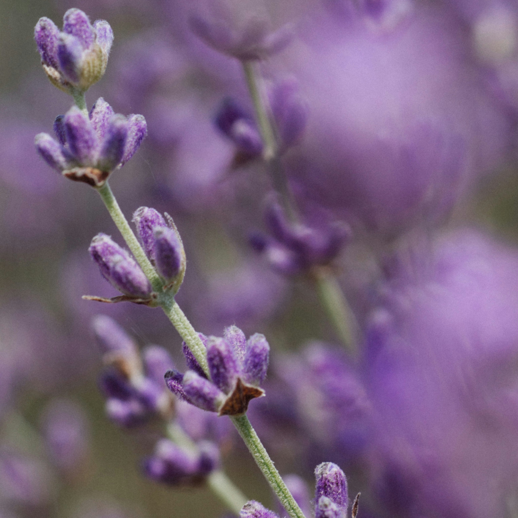 Perfume Bar Discovery Sample