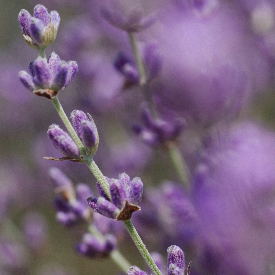 Perfume Bar Discovery Sample